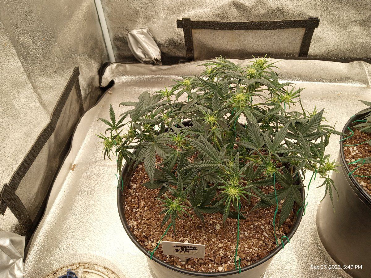 Gorilla cookie 12