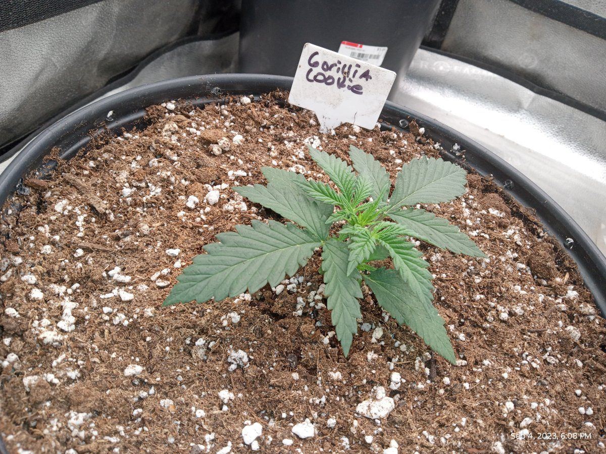 Gorilla cookie 1