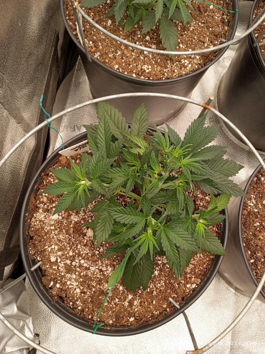 Gorilla cookie 1