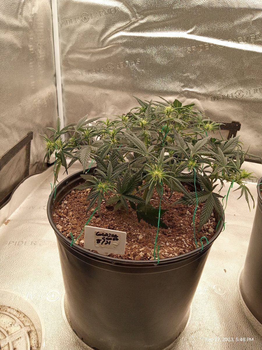 Gorilla cookie 1