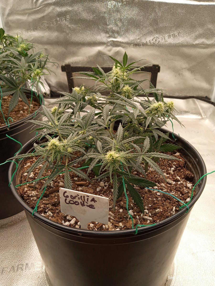 Gorilla cookie 22