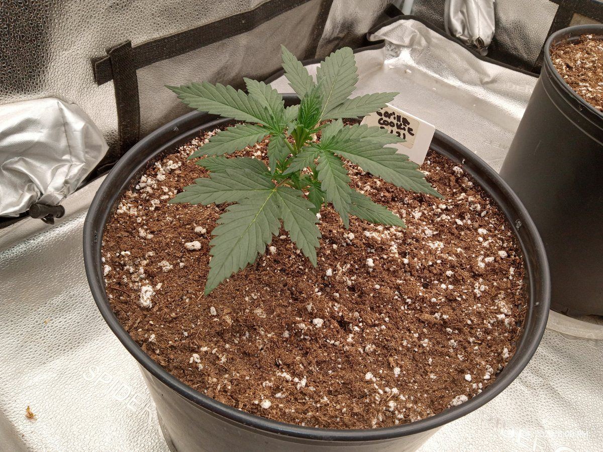 Gorilla cookie 2