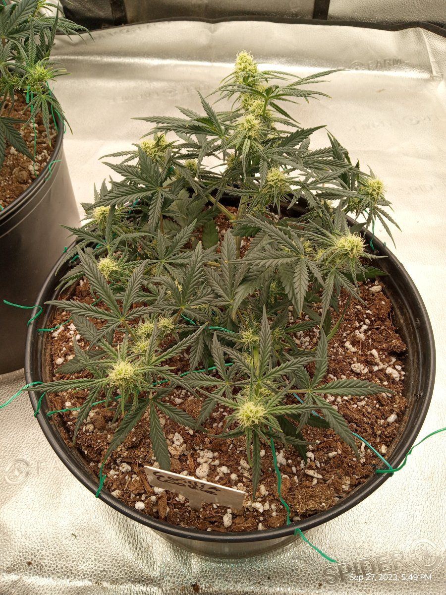 Gorilla cookie 2