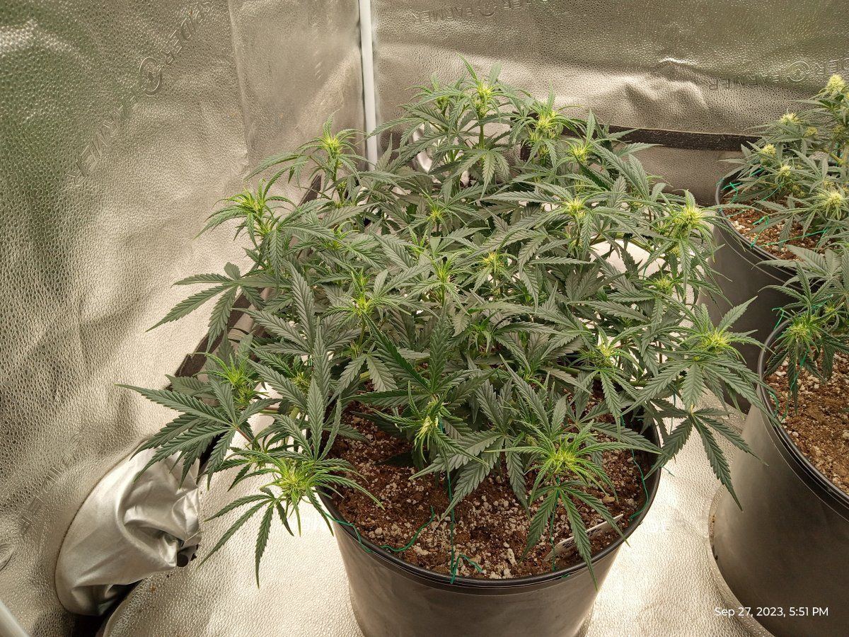 Gorilla cookie 32