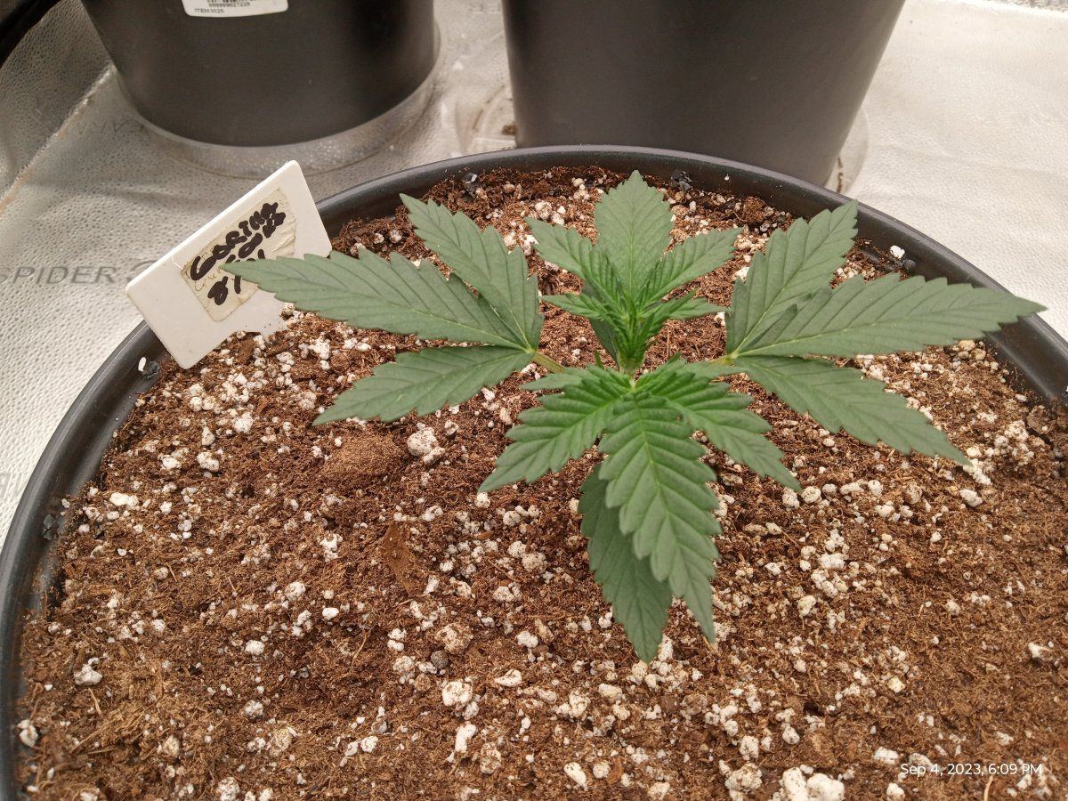 Gorilla cookie 3