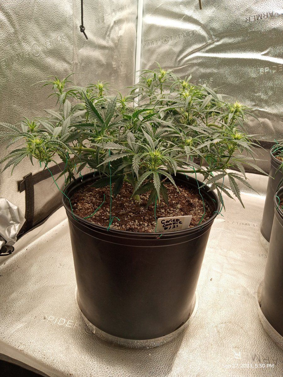 Gorilla cookie 3