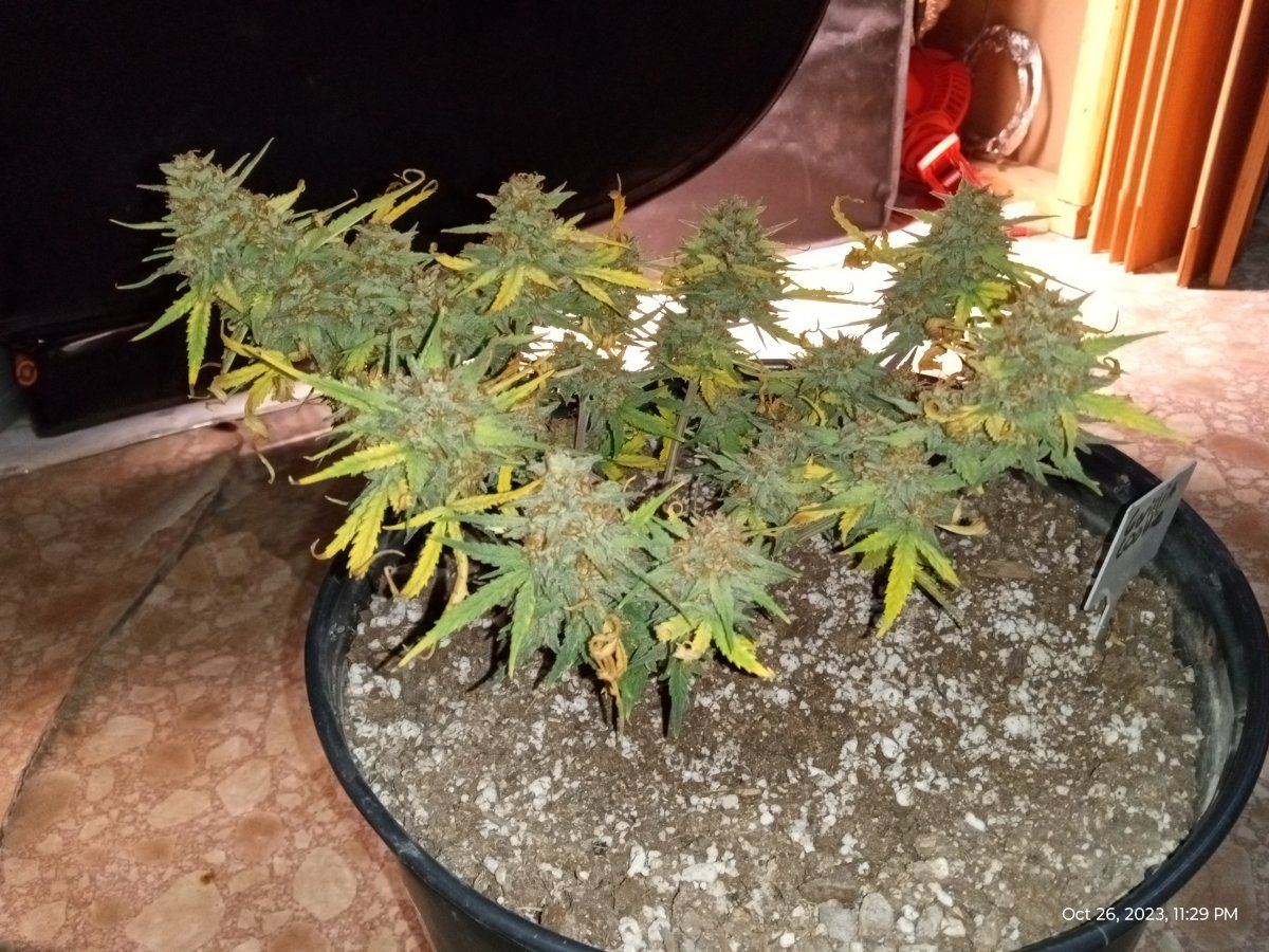 Gorilla cookie harvested 10262