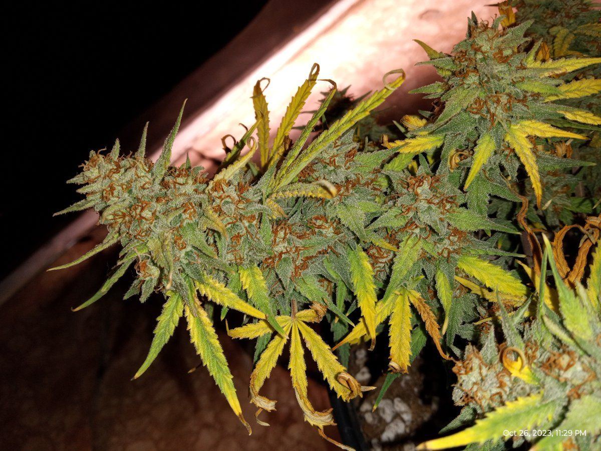 Gorilla cookie harvested 10263