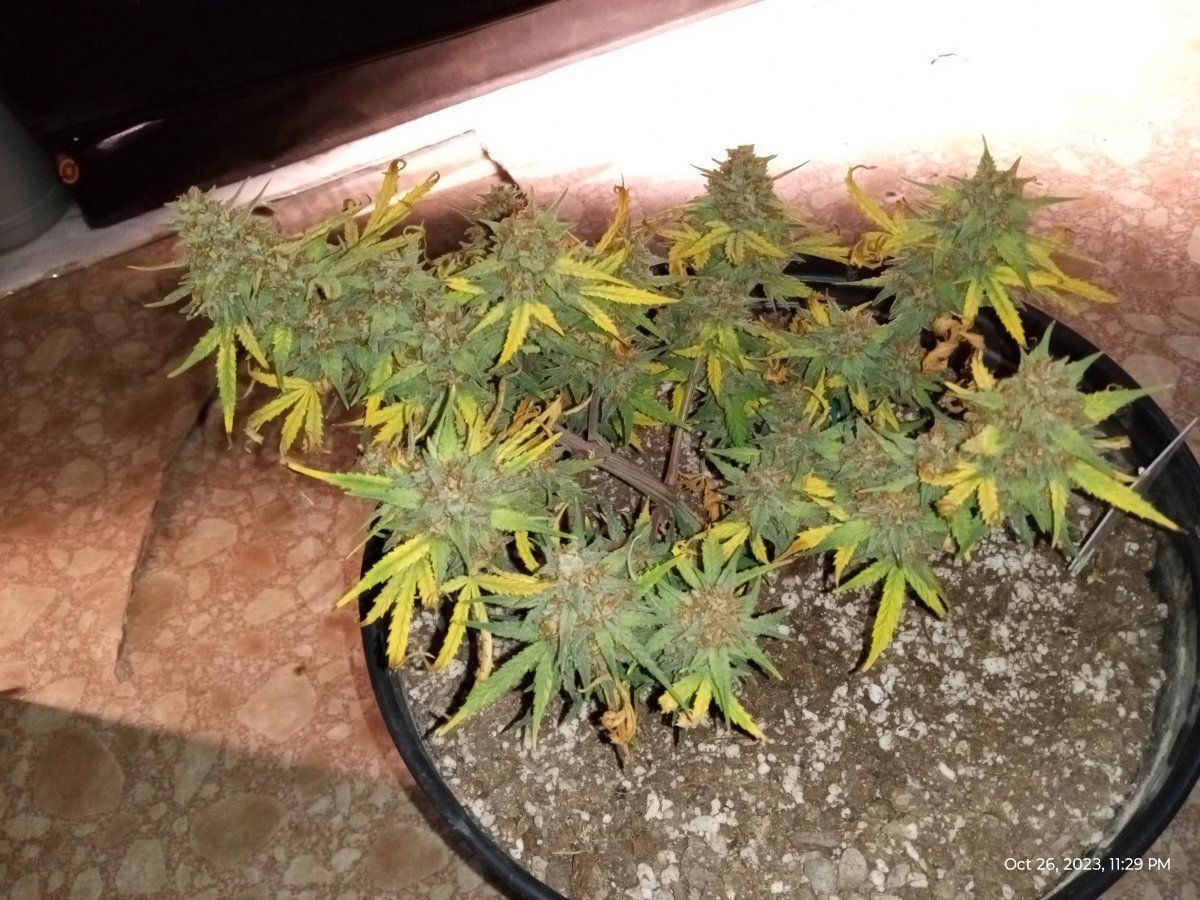 Gorilla cookie harvested 1026