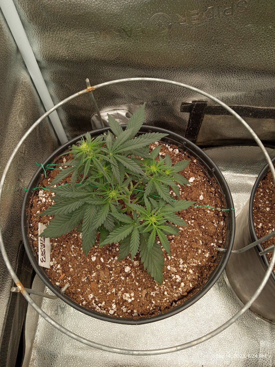 Gorilla cookie2