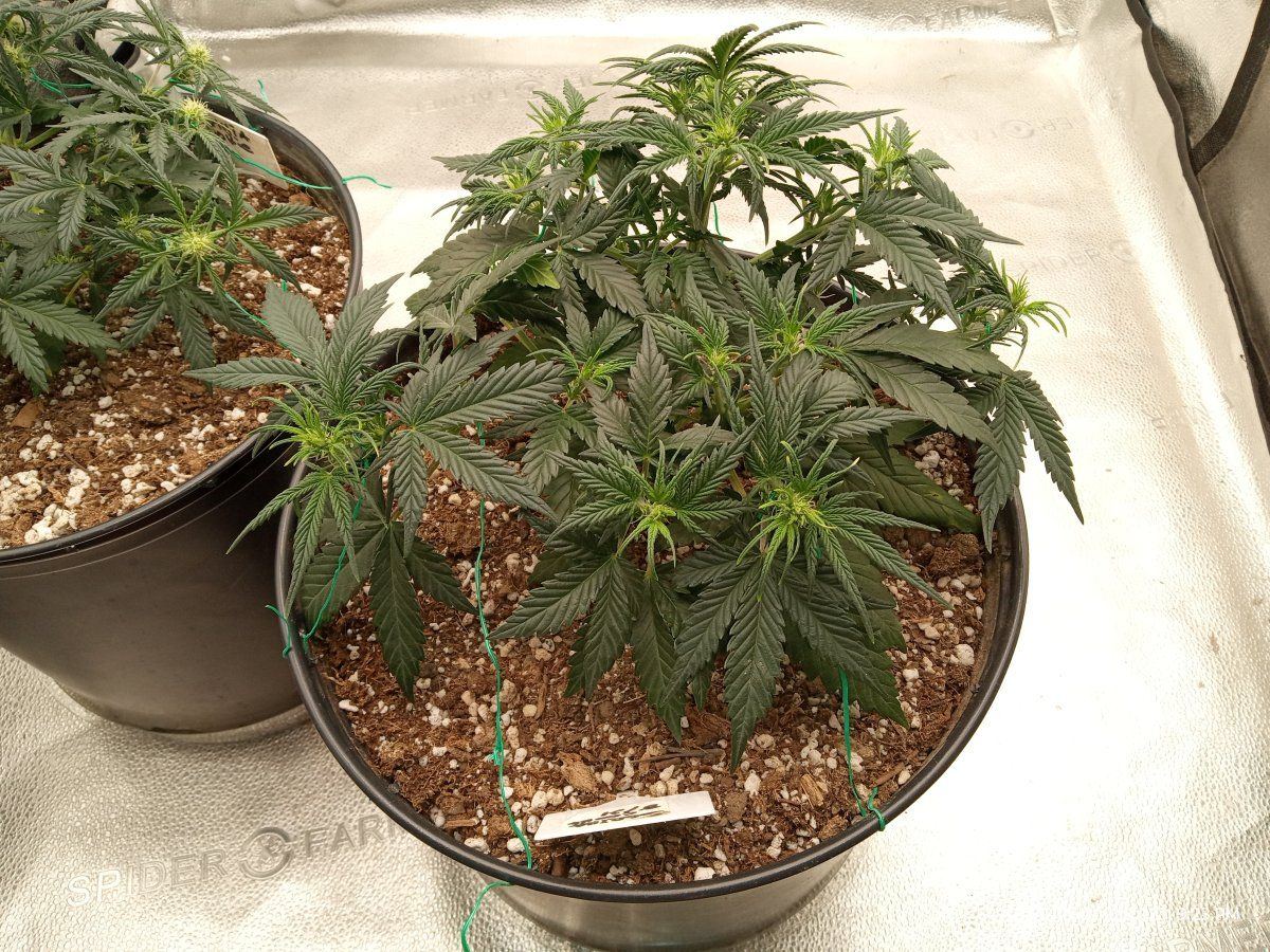 Gorilla cookie2