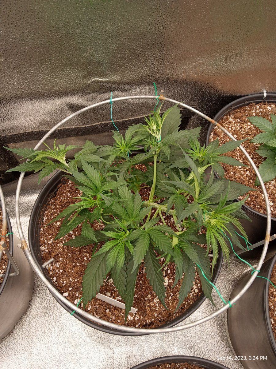 Gorilla cookie3