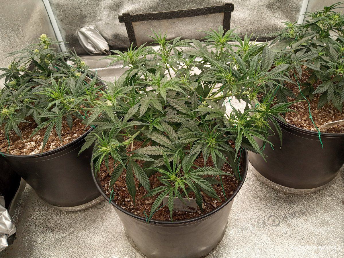 Gorilla cookie3