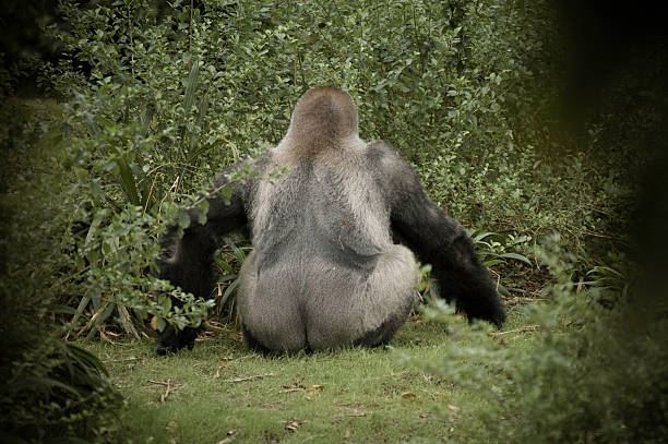 Gorilla crack