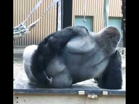 Gorilla crack