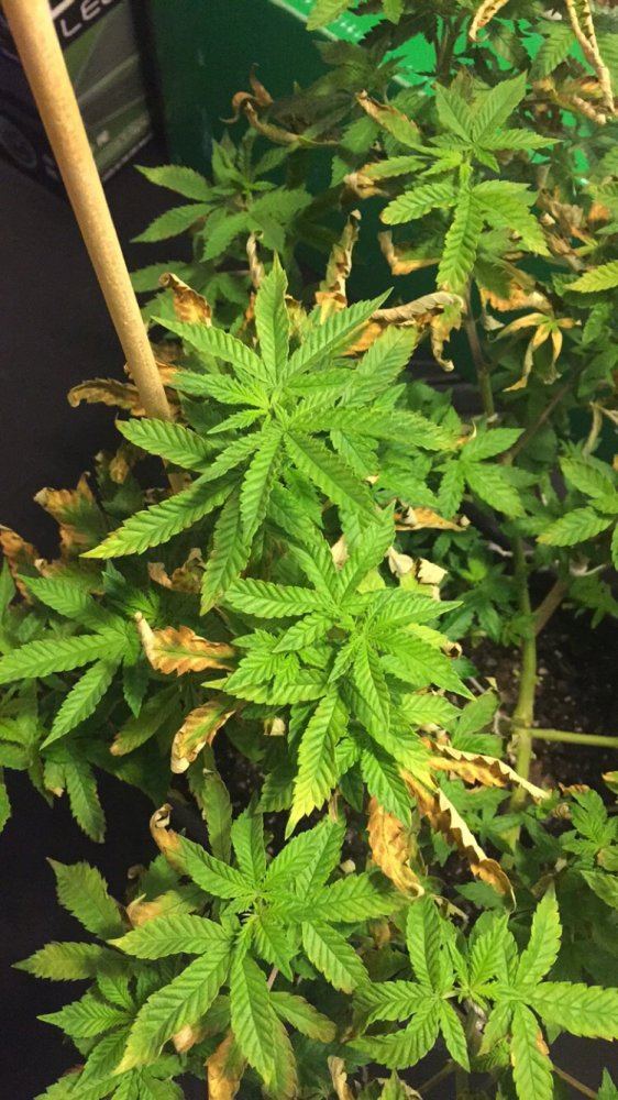 Gorilla glue 4 bag seed help