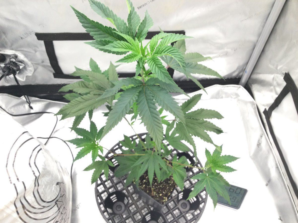 Gorilla glue 4 joesy whales cut 3