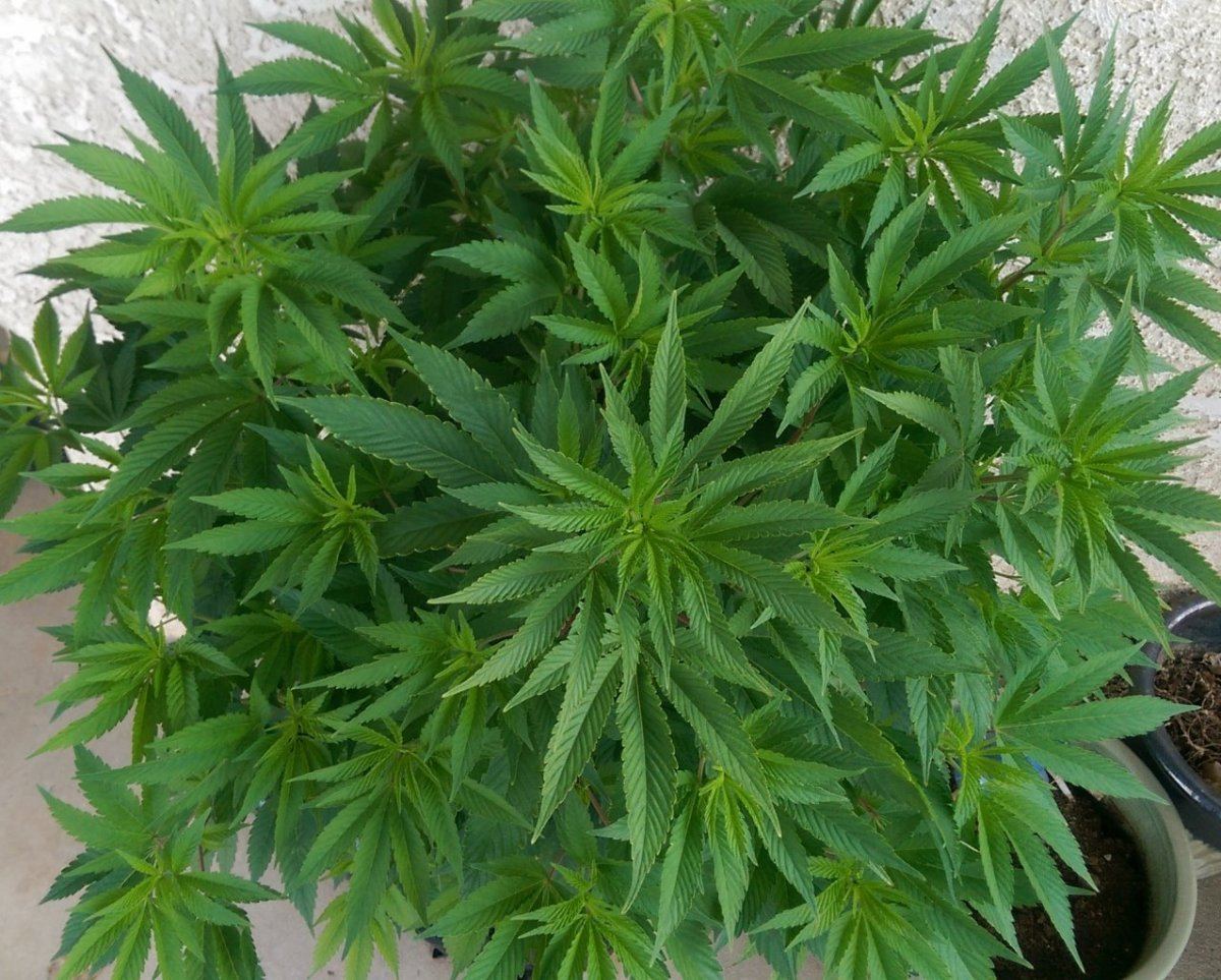 Gorilla Glue 4