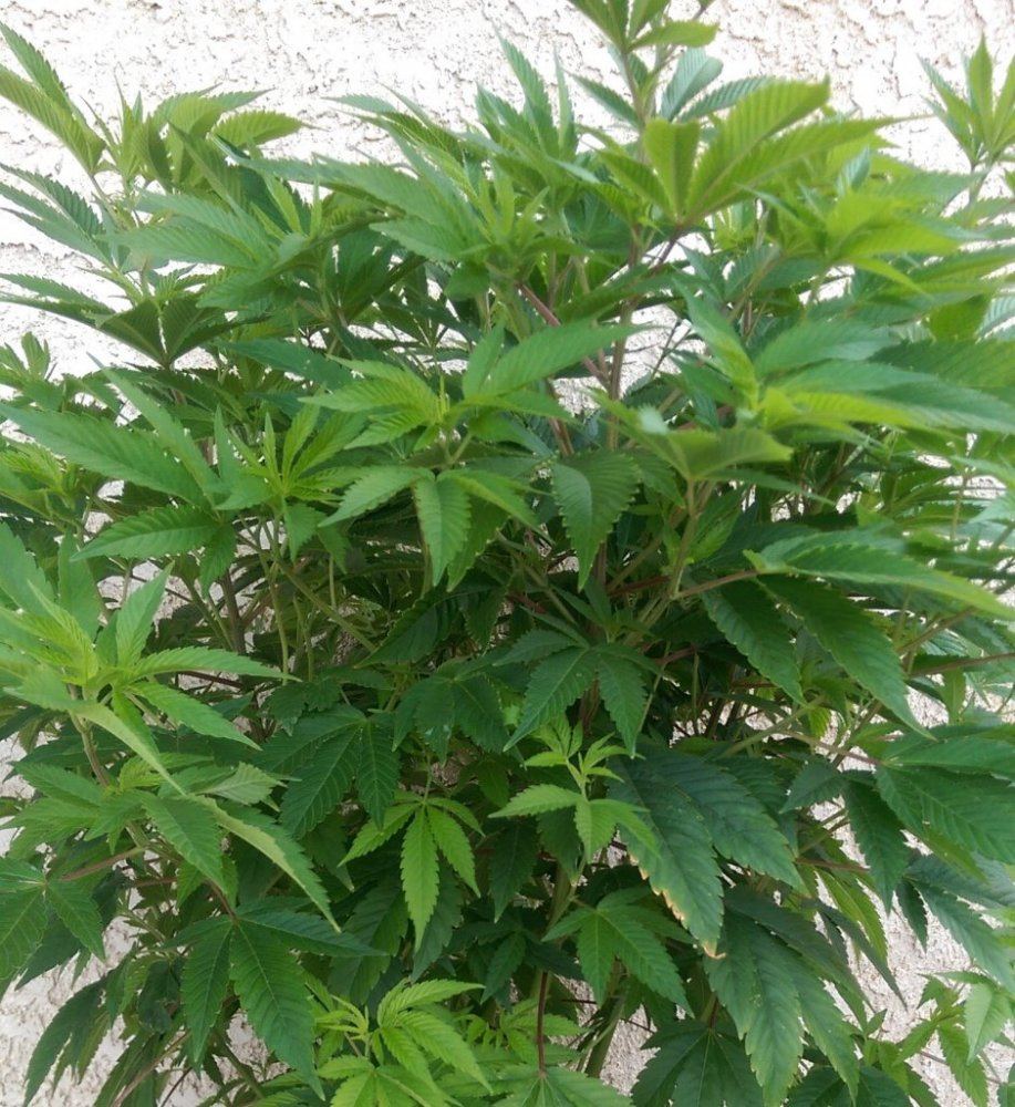 Gorilla Glue 4 side
