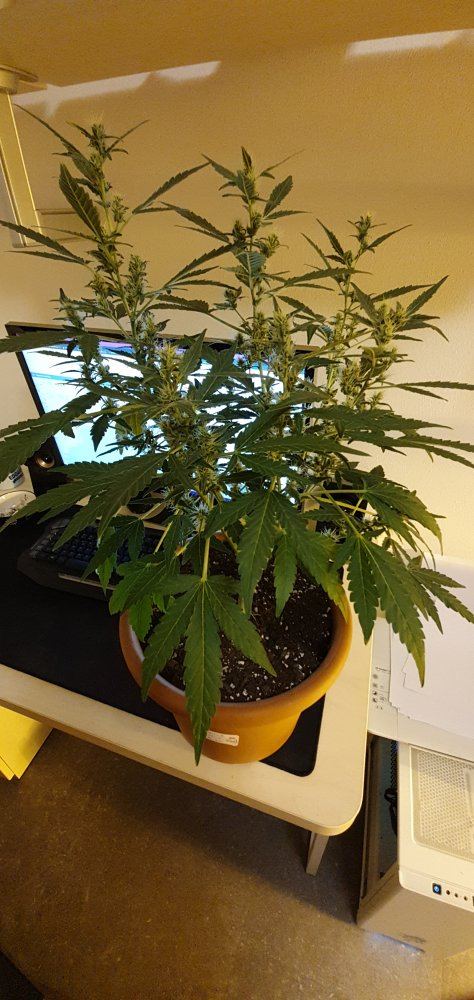 Gorilla glue auto in flowering help if you want 2