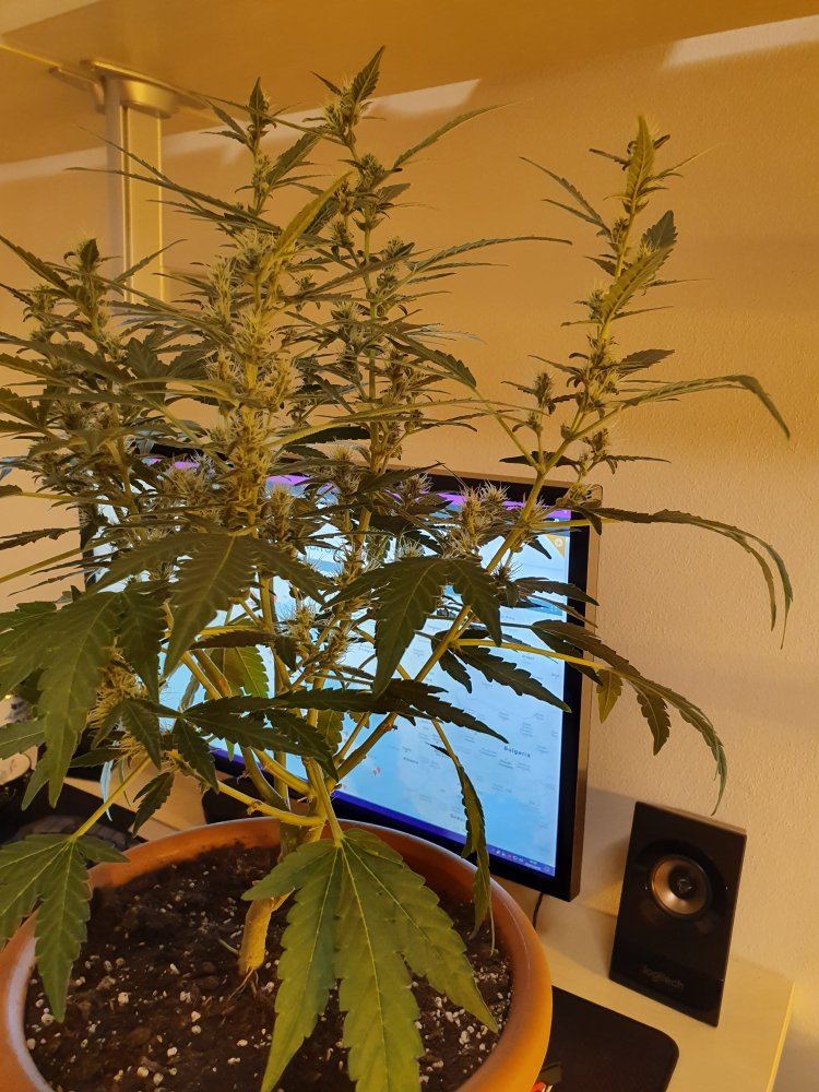 Gorilla glue auto in flowering help if you want 3