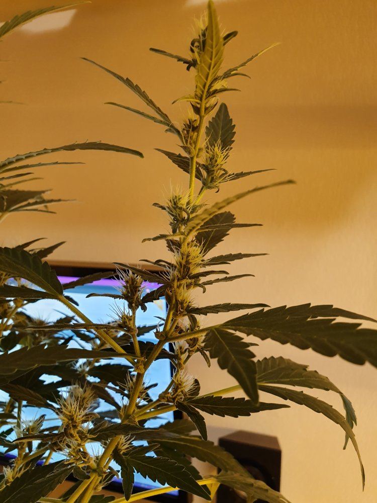 Gorilla glue auto in flowering help if you want 6