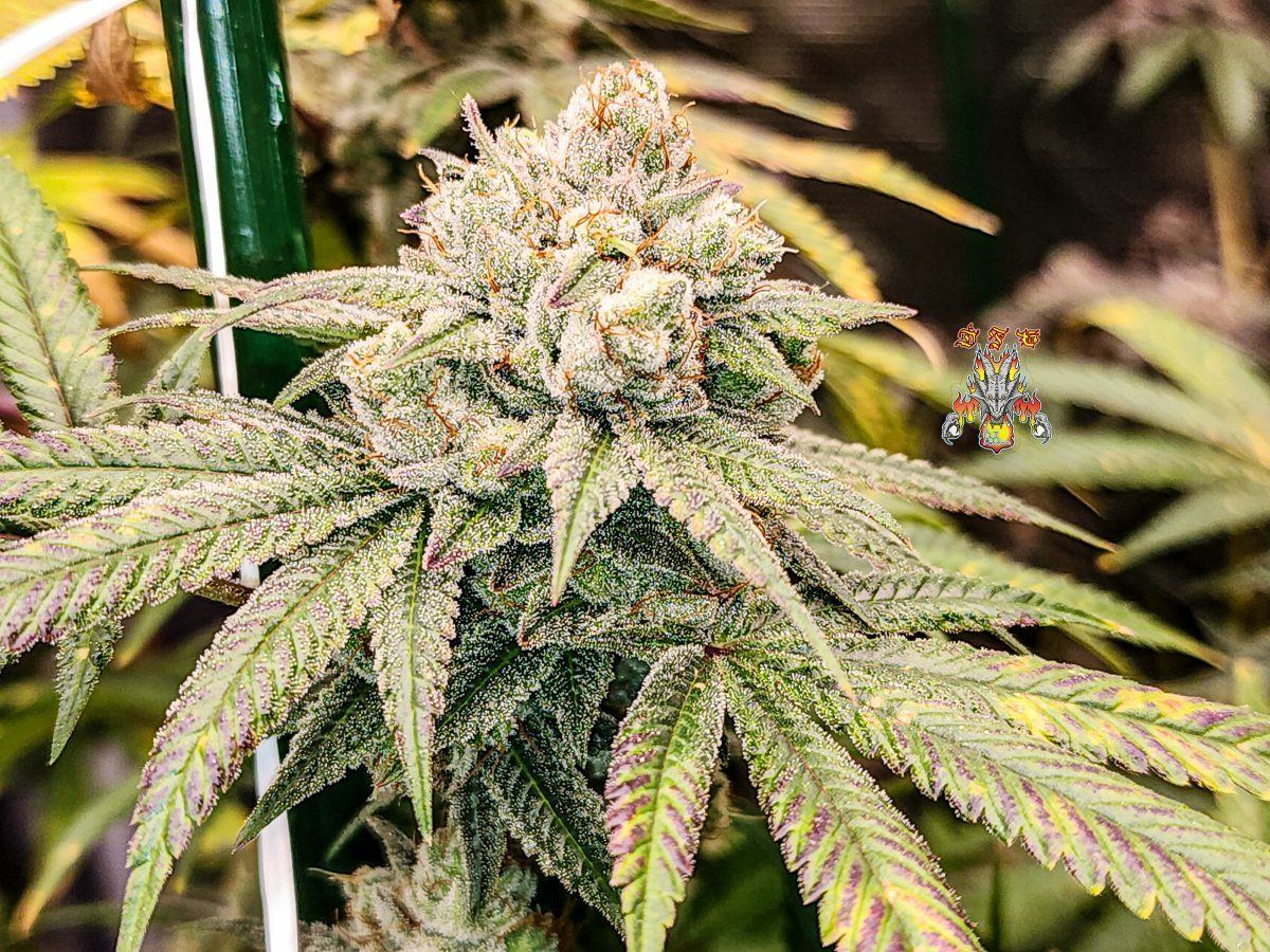 Gorilla glue 