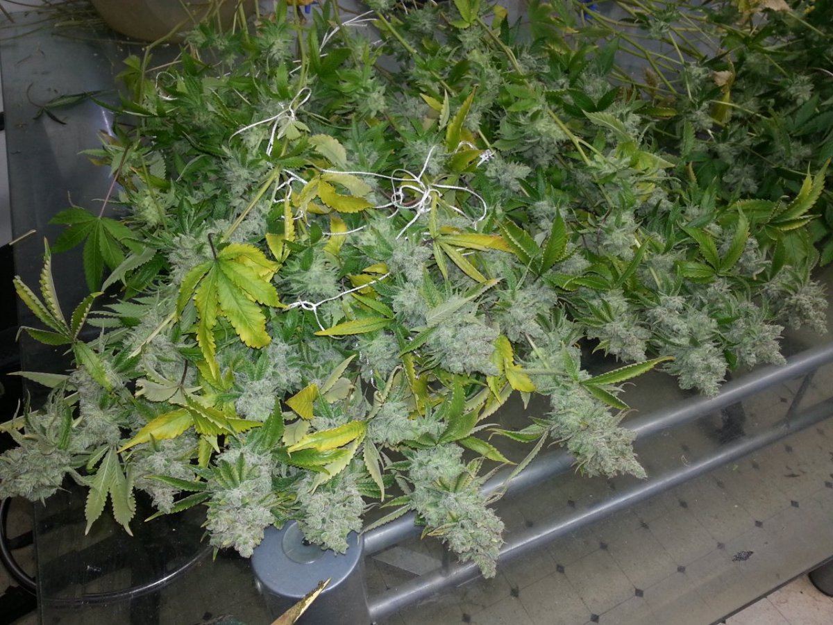 Gorilla glue