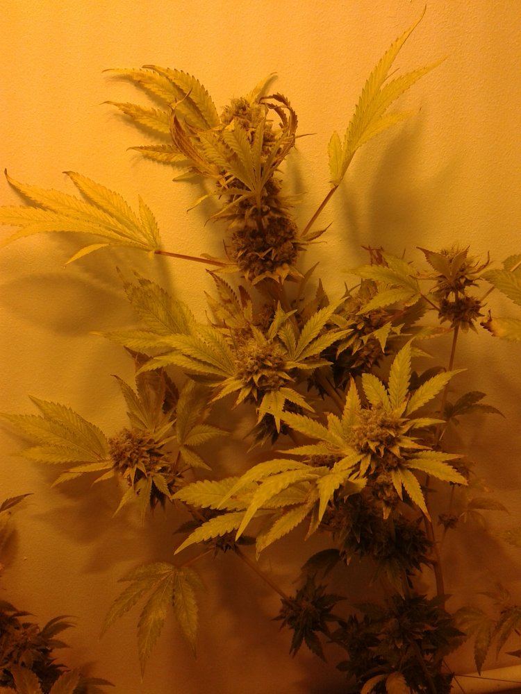 Gorilla Glue