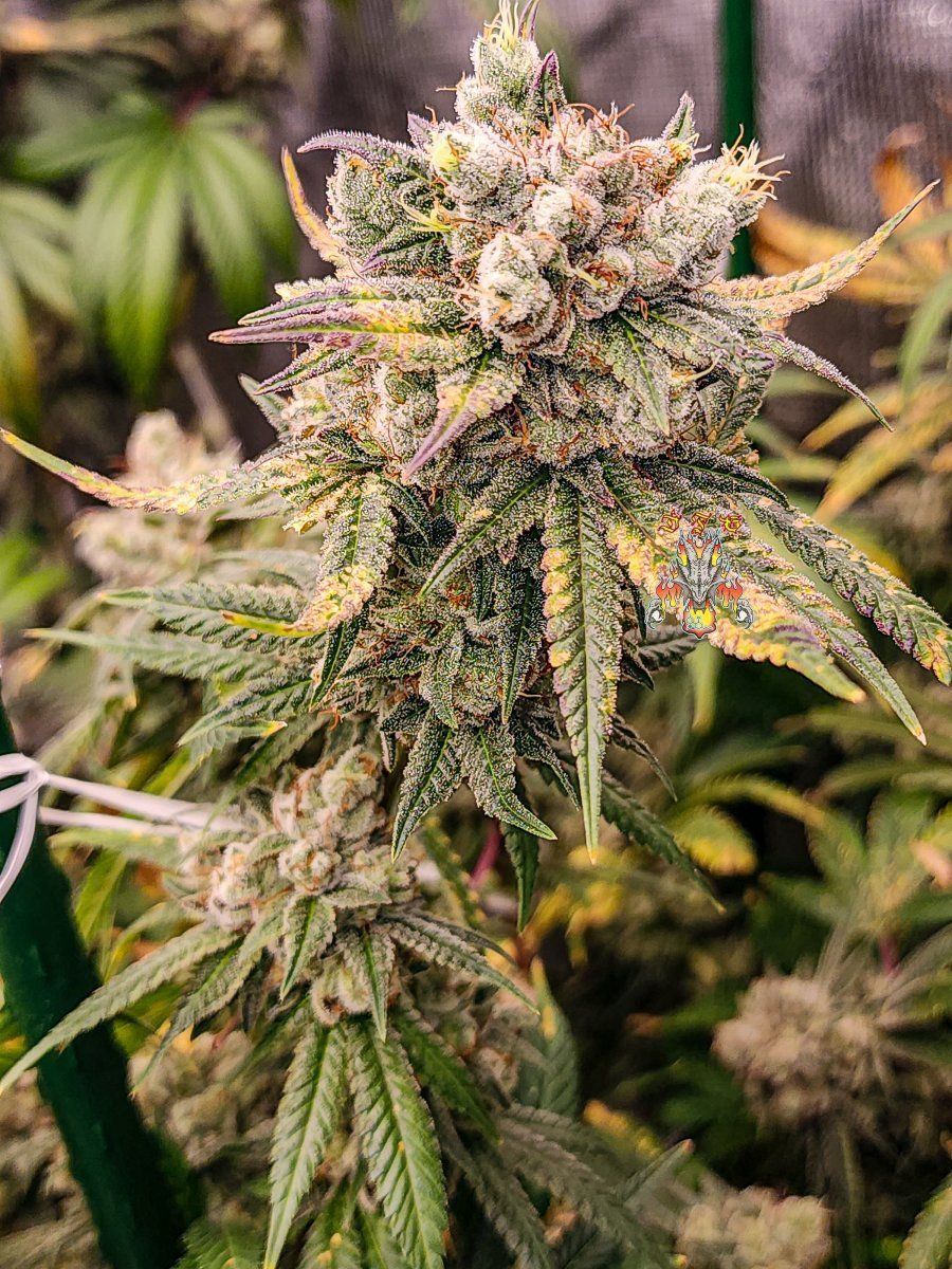 Gorilla glue week 10 1