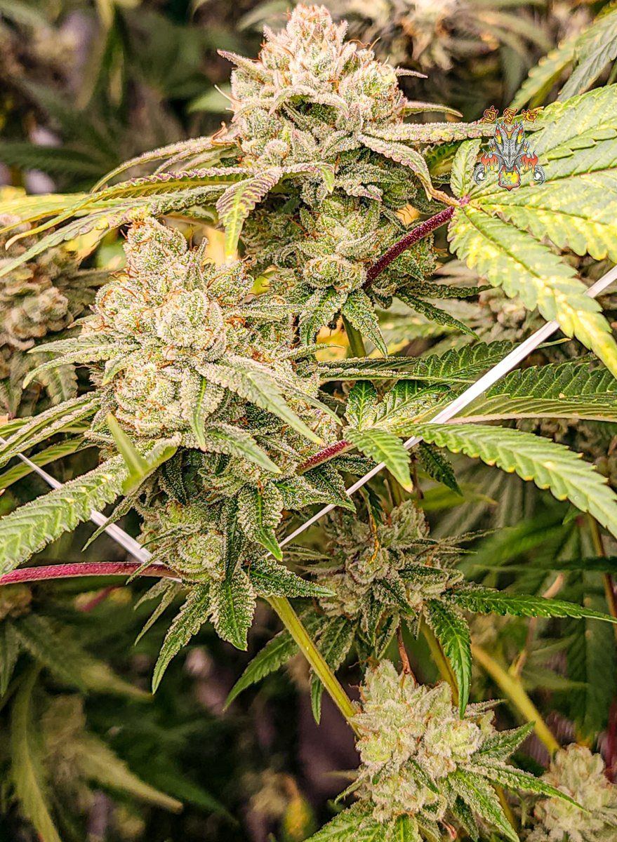 Gorilla glue week 10