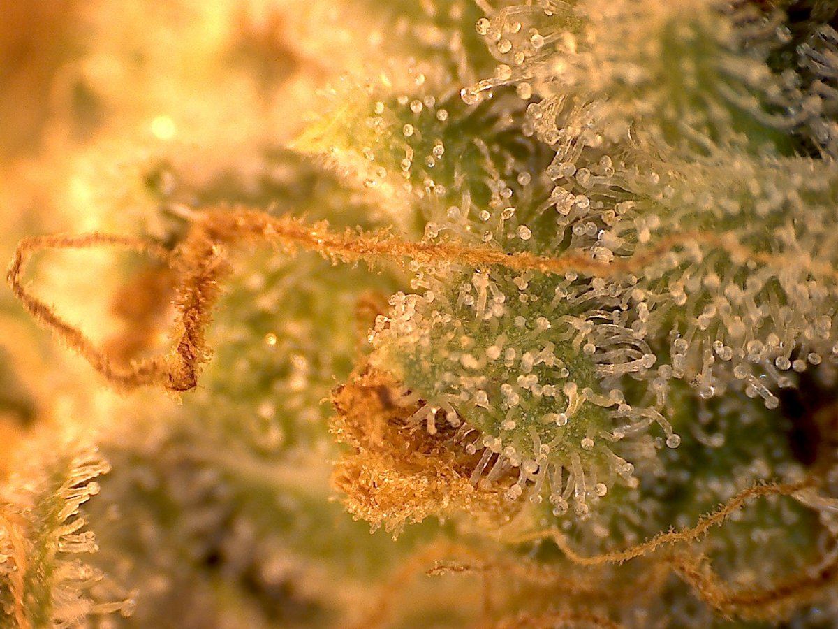Gorilla glue week 8