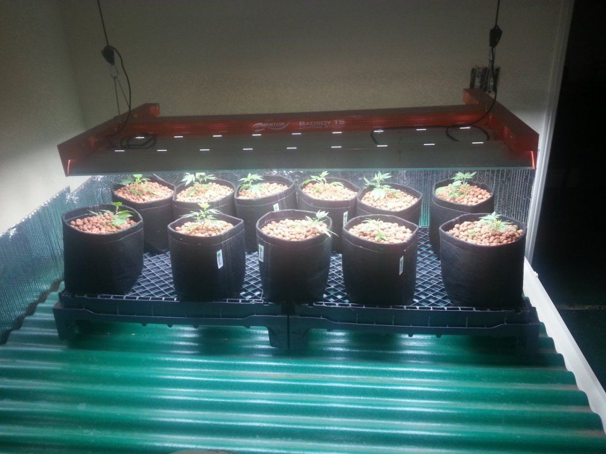 Gorilla glue4 full diary veg thru flower