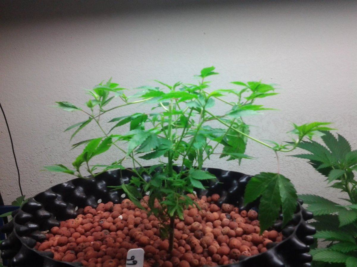www.thcfarmer.com