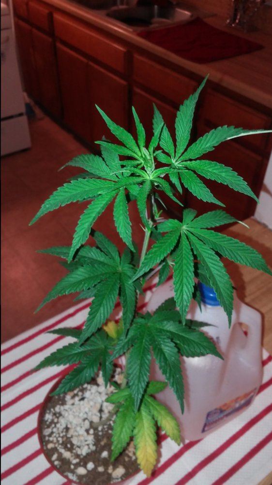 Gorilla glue9 12 weeks 2