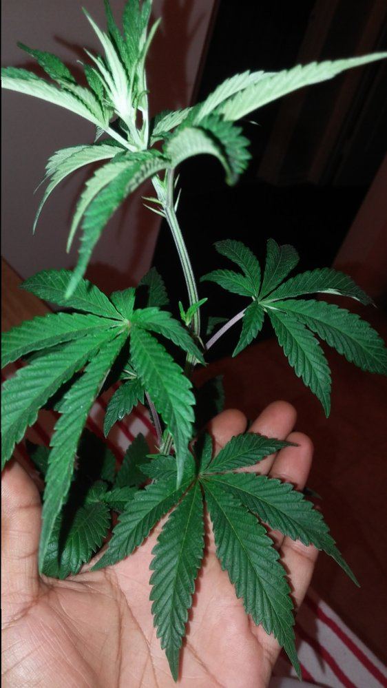 Gorilla glue9 12 weeks 3