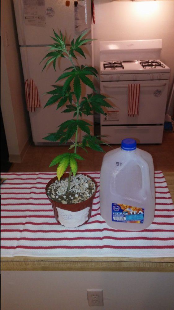 Gorilla glue9 12 weeks