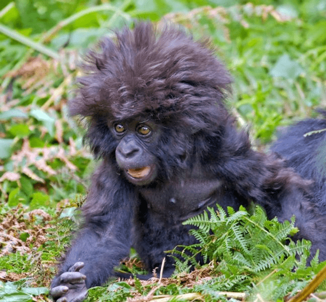 Gorilla sac punch
