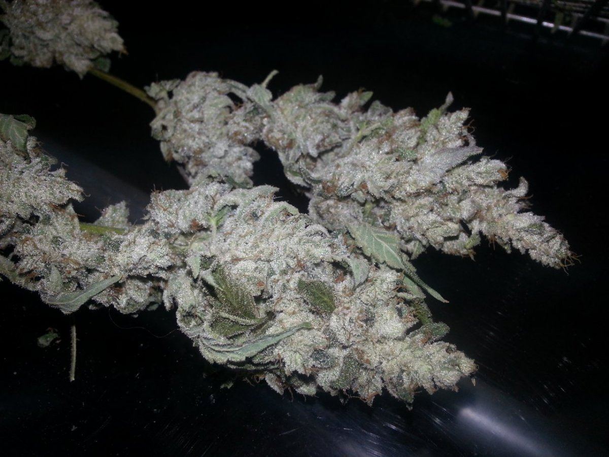 GorillaGlue4 dry