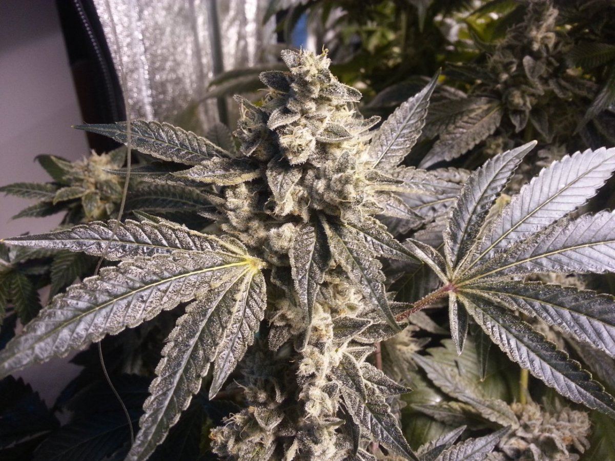 GorillaGlue4