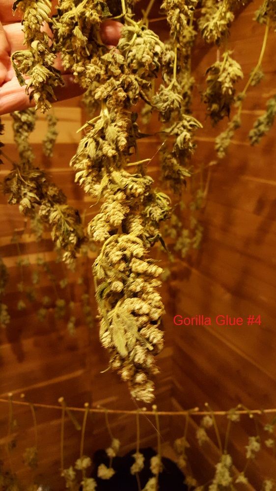 Gorlillaglue4 02a