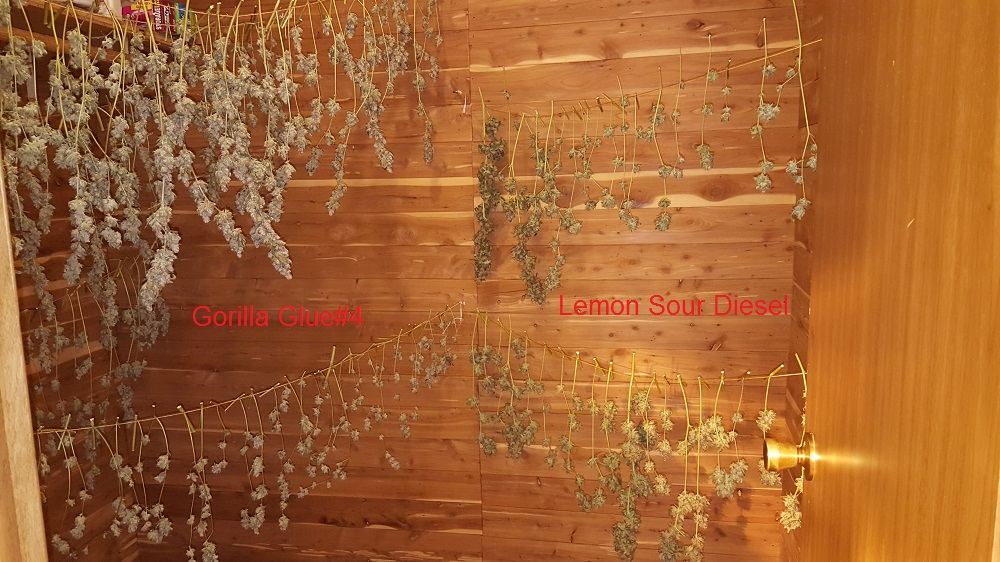Gorlillaglue4 lsd 01aaa