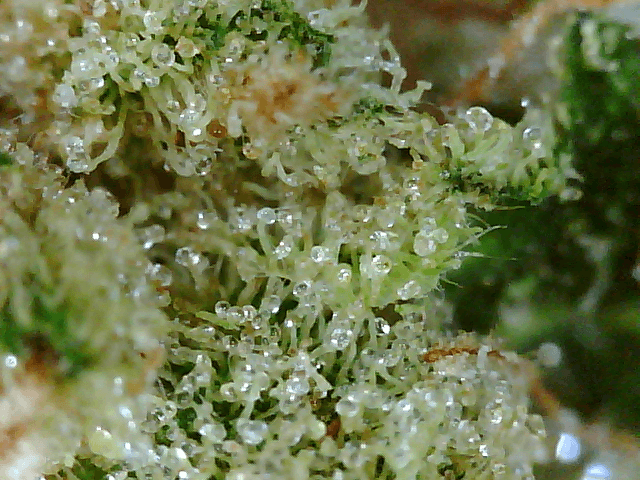 Got a fancy microscope and took some nugs shots 10
