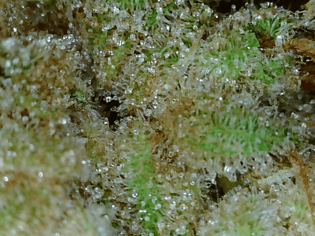 Got a fancy microscope and took some nugs shots 11