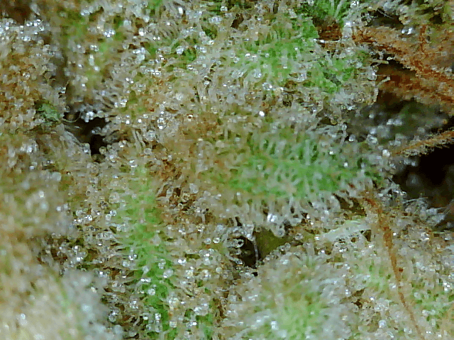 Got a fancy microscope and took some nugs shots 12