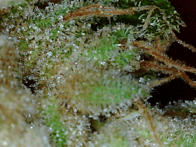 Got a fancy microscope and took some nugs shots 13