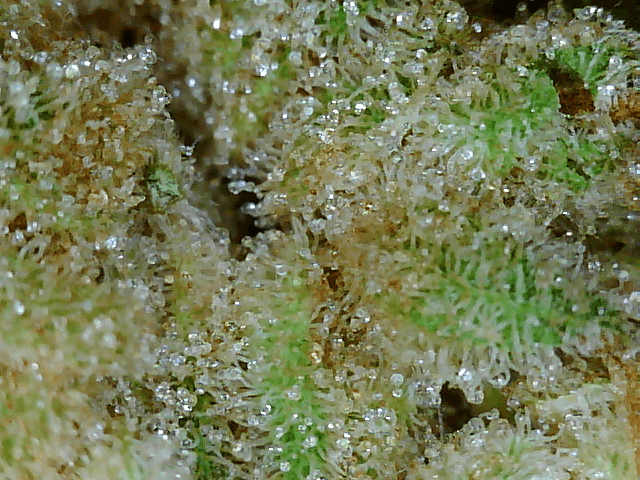 Got a fancy microscope and took some nugs shots 14