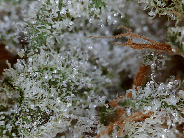 Got a fancy microscope and took some nugs shots 15