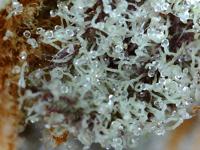 Got a fancy microscope and took some nugs shots 2