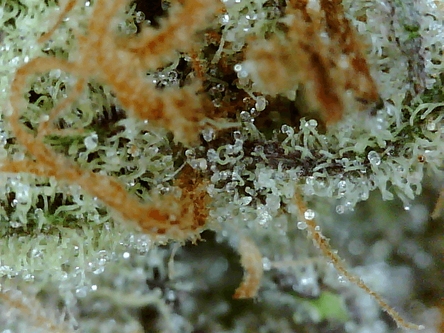 Got a fancy microscope and took some nugs shots 3